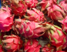 Dragon Fruits