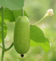 Organic Baby Bottle Gourd - কচি দেশি লাউ