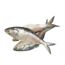 Fresh HILSA |700-800g size| - ইলিশ (রায়দিঘি)