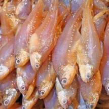 Amudi Fish